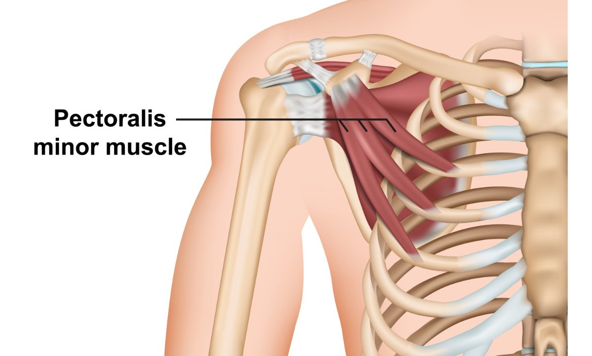 pectoralis minor muscle